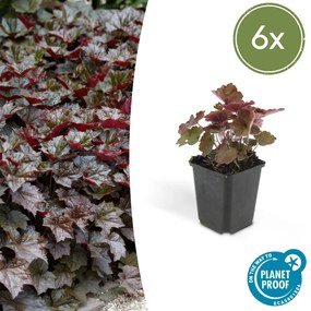 Heuchera ‘Palace Purple’ - 20 cm