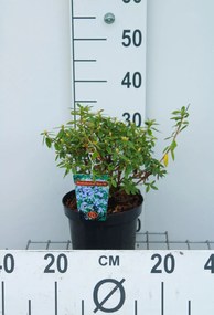 Rhododendron 'Blue Tit' - pot - 25-30 cm