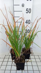 Kniphofia 'Tawny King' - pot 9x9 cm