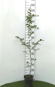 Fagus sylvatica - pot - 100-125 cm -