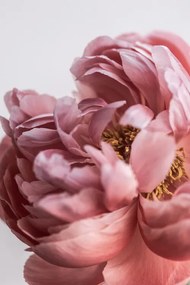 Foto Peony, Mareike Bohmer