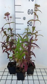Eupatorium perfoliatum - pot 9x9 cm -