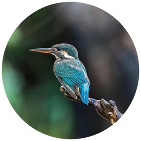 WallArt Behangcirkel The Kingfisher 142,5 cm