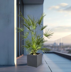 Combi deal - Chamaerops Humilis inclusief Grigio Cube - 180cm