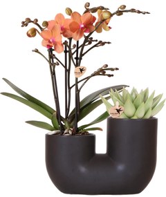 Combi deal - Orchidee Andorra + Succulent Miranda in pot Tube