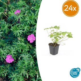24x Geranium 'Tiny Monster' - ↕10-25cm - Ø9cm