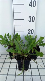 Cichorium intybus - pot 9x9 cm -