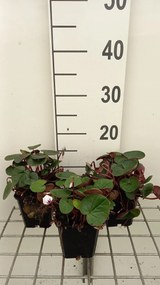 Cyclamen coum 'Album' - pot 9x9 cm -