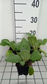 Verbascum densiflorum - pot 9x9 cm