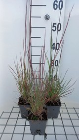 Schizachyrium scoparium 'Prairie Blues' - pot 9x9 cm -