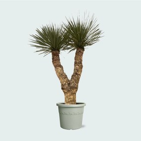 Yucca Rostrata Hidra - 200 cm