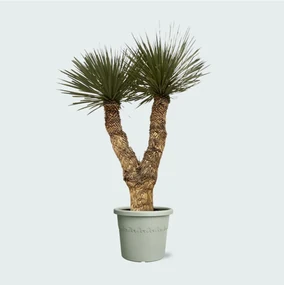 Yucca Rostrata Hidra - 200 cm
