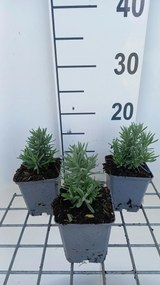 Lavandula angustifolia 'Alba' - pot 9x9 cm (Lavendel) -