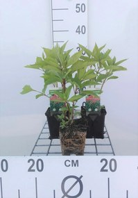 Eupatorium maculatum 'Atropurpureum' - pot 9x9 cm