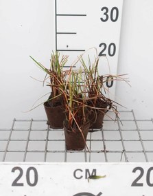 Eriophorum angustifolium - Biopot diameter 7 cm