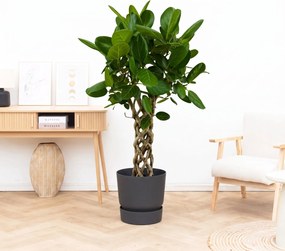 Ficus Benghalensis Audrey gevlochten cilinder - 110 cm