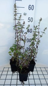 Nepeta cataria 'Citriodora' - pot 9x9 cm -