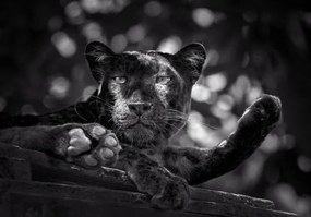 Kunstfotografie Panther or leopard are relaxing, undefined undefined, (40 x 26.7 cm)