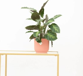 Calathea Maui Queen - 35cm