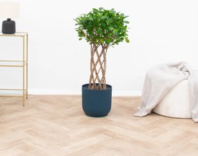 Ficus Moclame gevlochten stam - 120cm