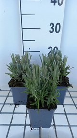Lavandula x intermedia 'Provence' - pot 9x9 cm -