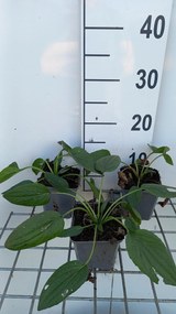 Rudbeckia fulgida 'Little Goldstar' - pot 9x9 cm