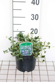 Vinca minor - pot 2L - 30-40 cm -