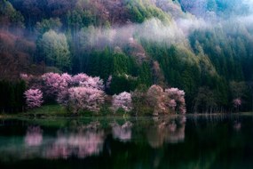 Foto In The Morning Mist, Takeshi Mitamura