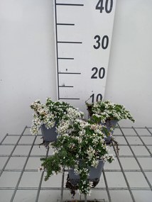 Aster ericoides 'Snowflurry' - pot 9x9 cm