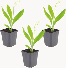 Planten Lily Of The Valley Convallaria Majalis, 3-delig