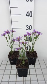 Aster amellus 'Sonora' - pot 9x9 cm