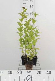 Nepeta subsessilis - pot 9x9 cm