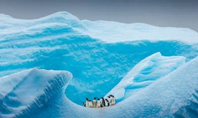 Kunstfotografie A group of Penguins stand atop, David Merron Photography, (40 x 24.6 cm)