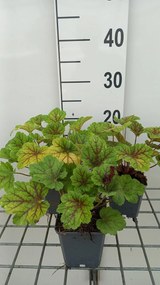 Heuchera 'Electra' - pot 9x9 cm -
