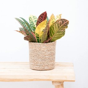 Codiaeum variegatum'Petra'- 30cm