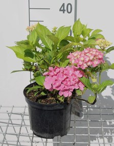 Hydrangea macrophylla 'Gertrud Glahn' - pot - 25-30 cm