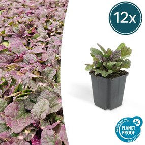 Ajuga reptans 'Burgundy Glow' - 20cm