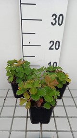 Potentilla megalantha - pot 9x9 cm