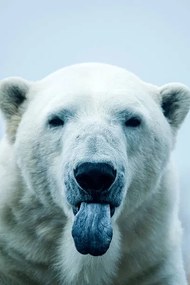 Foto Polar Bear closeup portrait, Mark Newman, (26.7 x 40 cm)