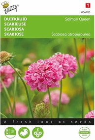 Buzzy seeds - bloemzaden - Scabiosa Salmon Queen (duifkruid/speldenkussenbloem)