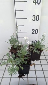 Achillea x kellereri - pot 9x9 cm