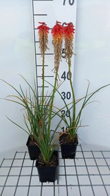Kniphofia 'Papaya Popsicle' - pot 9x9 cm