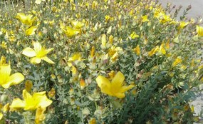 Hypericum olympicum 'Citrinum' - pot 9x9 cm -