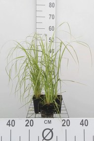 Cortaderia selloana 'Rosea' - pot 9x9 cm -