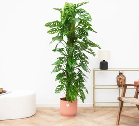 Monstera Monkey Leaf - 160cm