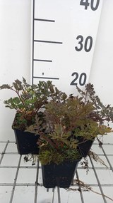 Anthriscus sylvestris 'Ravenswing' - pot 9x9 cm