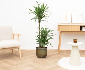 Dracaena Warneckei - 130cm