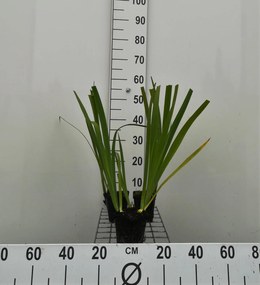Iris 'Black Gamecock' - pot 9x9 cm