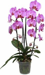 Orchidee Cascade paars