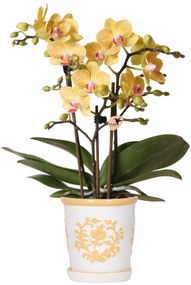 Kolibri Orchids | Gele orchidee Lima + Malaga sierpot licht oranje - potmaat Ø9cm | bloeiende kamerplant - vers van de kweker